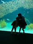 環境水族館アクアマリンふくしまに投稿された画像（2023/1/4）