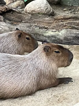 神戸どうぶつ王国に投稿された画像（2023/1/4）