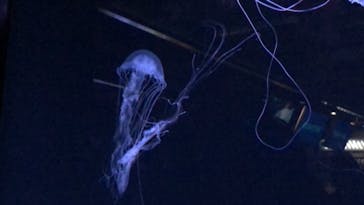 京都鉄道博物館×京都水族館に投稿された画像（2023/1/4）