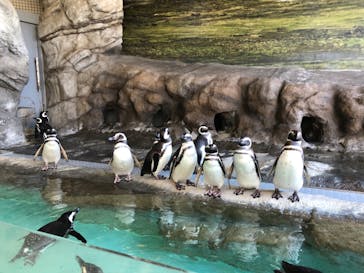 しながわ水族館に投稿された画像（2023/1/4）