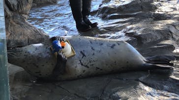 しながわ水族館に投稿された画像（2023/1/4）