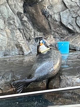 しながわ水族館に投稿された画像（2023/1/4）