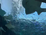 名古屋港水族館に投稿された画像（2023/1/4）