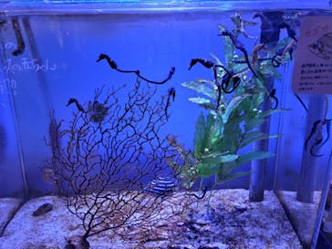 ゼロ距離水族館 伊勢シーパラダイスに投稿された画像（2023/1/4）