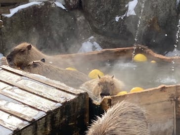 那須どうぶつ王国に投稿された画像（2023/1/4）