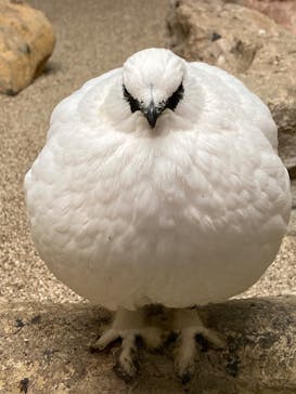 那須どうぶつ王国に投稿された画像（2023/1/4）