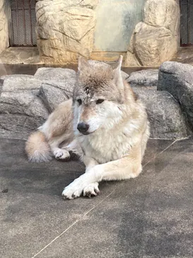 天王寺動物園に投稿された画像（2023/1/4）