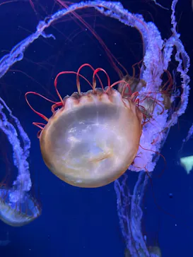 すみだ水族館に投稿された画像（2023/1/4）