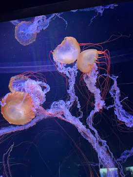 すみだ水族館に投稿された画像（2023/1/4）