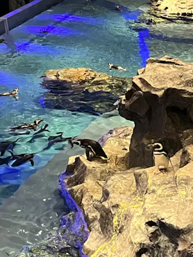 すみだ水族館に投稿された画像（2023/1/4）