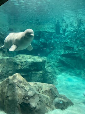 名古屋港水族館に投稿された画像（2023/1/4）