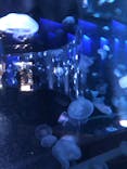 京都水族館に投稿された画像（2023/1/5）