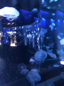 京都水族館に投稿された画像（2023/1/5）