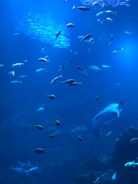 京都水族館に投稿された画像（2023/1/5）