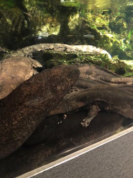 京都水族館に投稿された画像（2023/1/5）