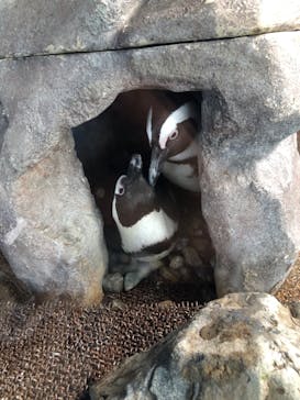 京都水族館に投稿された画像（2023/1/5）
