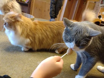 猫カフェモカ　池袋本店に投稿された画像（2023/1/5）