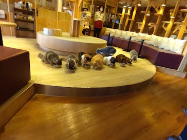 猫カフェモカ　池袋本店に投稿された画像（2023/1/5）