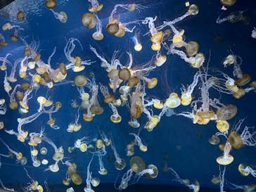 新江ノ島水族館に投稿された画像（2023/1/5）