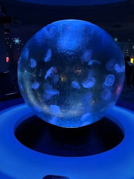 新江ノ島水族館に投稿された画像（2023/1/5）