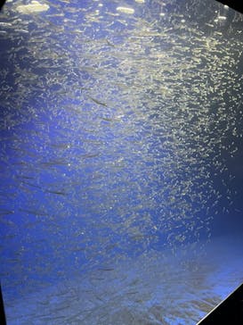 新江ノ島水族館に投稿された画像（2023/1/5）