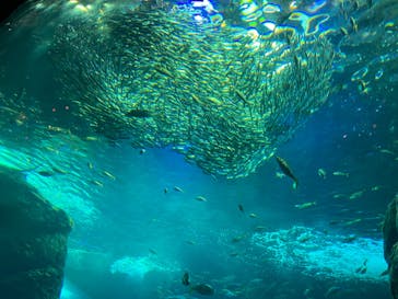 新江ノ島水族館に投稿された画像（2023/1/5）