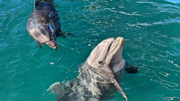 下田海中水族館に投稿された画像（2023/1/5）