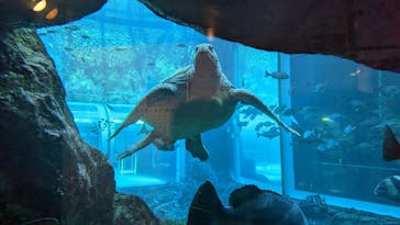 下田海中水族館に投稿された画像（2023/1/5）