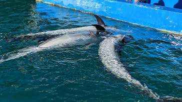 下田海中水族館に投稿された画像（2023/1/5）