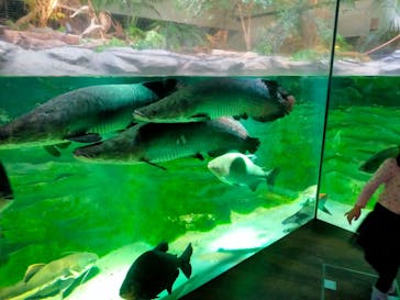 カワスイ 川崎⽔族館に投稿された画像（2023/1/5）