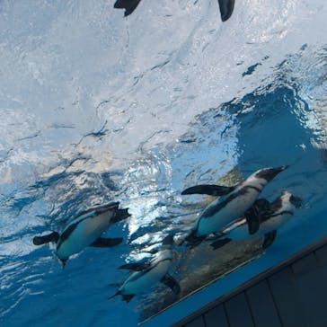サンシャイン水族館に投稿された画像（2023/1/2）