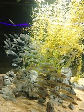 カワスイ 川崎⽔族館に投稿された画像（2023/1/5）