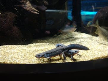 カワスイ 川崎⽔族館に投稿された画像（2023/1/5）