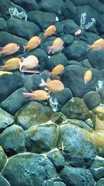 四国水族館に投稿された画像（2023/1/5）