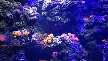 四国水族館に投稿された画像（2023/1/5）