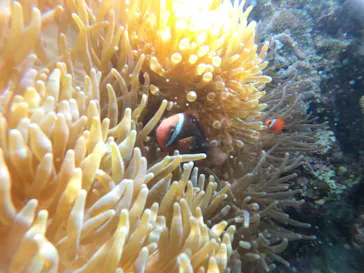 武藤潜水に投稿された画像（2023/1/5）