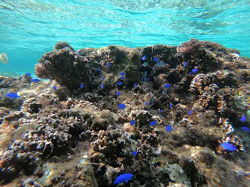 武藤潜水に投稿された画像（2023/1/5）