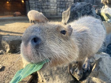 伊豆シャボテン動物公園に投稿された画像（2023/1/5）