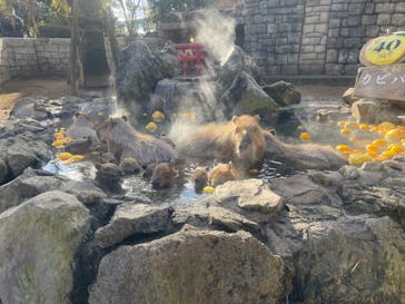 伊豆シャボテン動物公園に投稿された画像（2023/1/5）