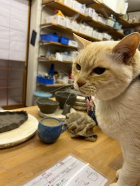 土楽猫工房に投稿された画像（2023/1/5）