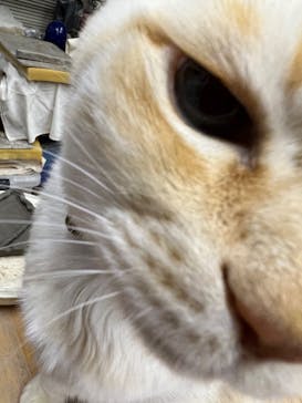 土楽猫工房に投稿された画像（2023/1/5）