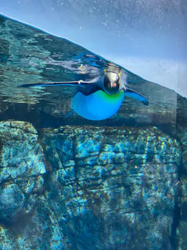 横浜・八景島シーパラダイスに投稿された画像（2023/1/5）