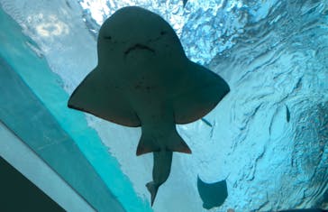 名古屋港水族館に投稿された画像（2023/1/5）