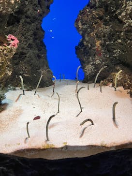 鴨川シーワールドに投稿された画像（2023/1/5）