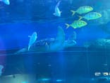 しながわ水族館に投稿された画像（2023/1/5）