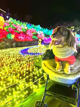 伊豆ぐらんぱる公園に投稿された画像（2023/1/5）