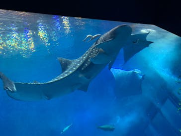沖縄美ら海水族館に投稿された画像（2023/1/5）