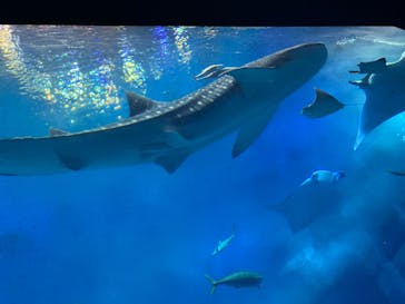 沖縄美ら海水族館に投稿された画像（2023/1/5）