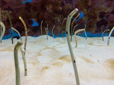 沖縄美ら海水族館に投稿された画像（2023/1/5）