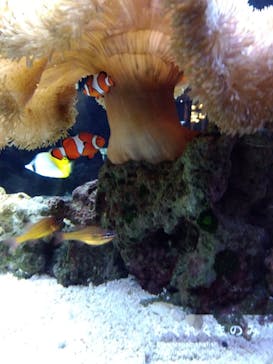 京都水族館×ニデック京都タワーに投稿された画像（2023/1/5）